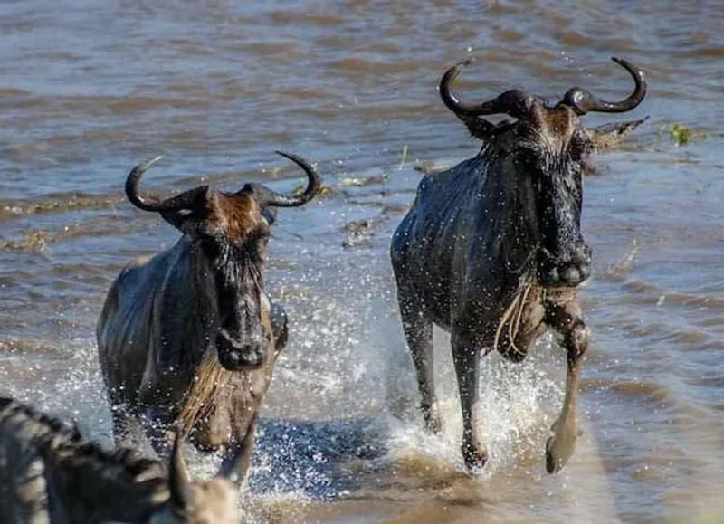 4-Days (Ndutu Migration) - Tarangire, Ndutu, and Ngorongoro Crater