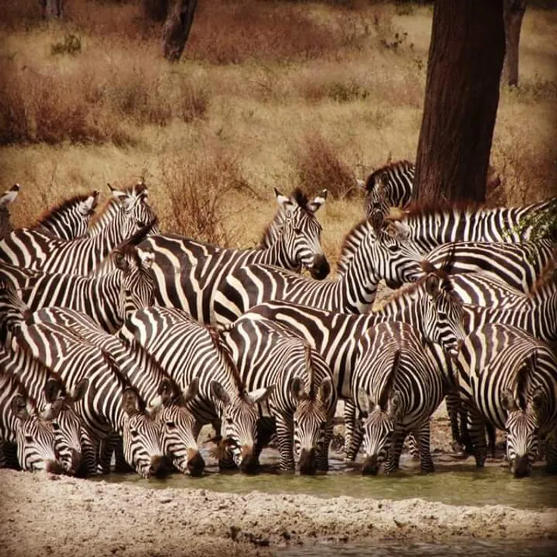 3-Day Perfect Queen Elizabeth National Park Safari