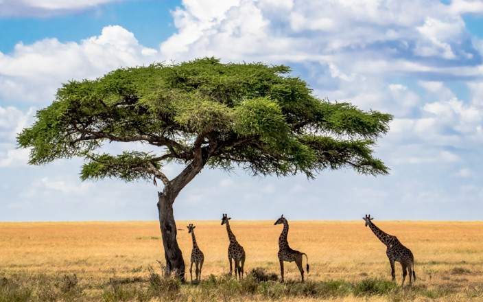 4-Day Tarangire, Ngorongoro and Ndutu Serengeti NP