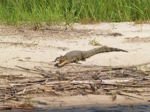 9-Day : Etosha National Park, Okavango and Zambezi Region.