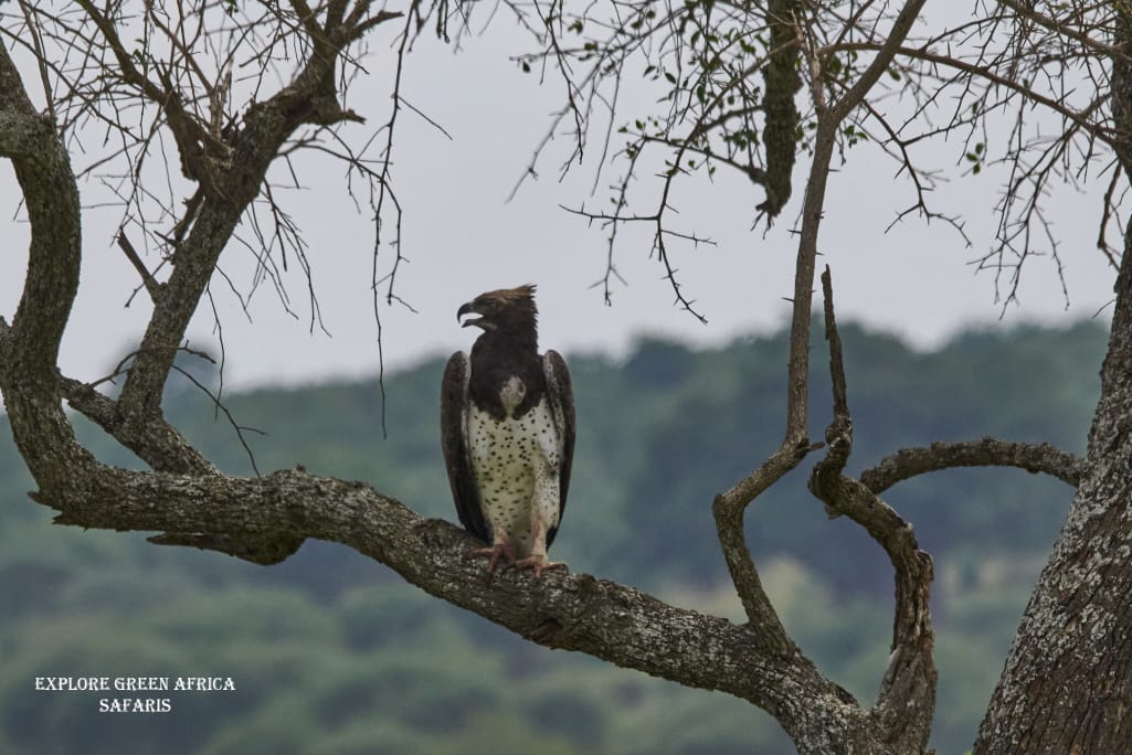 2-Days Lake Manyara & Ngorongoro Amazing Adventure