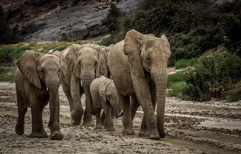 Etosha Highlights – A 3-Day Classic Namibia Safari