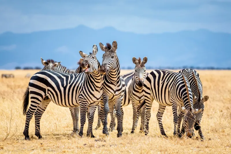 8-Days Tanzania Authentic Private Standard Safari