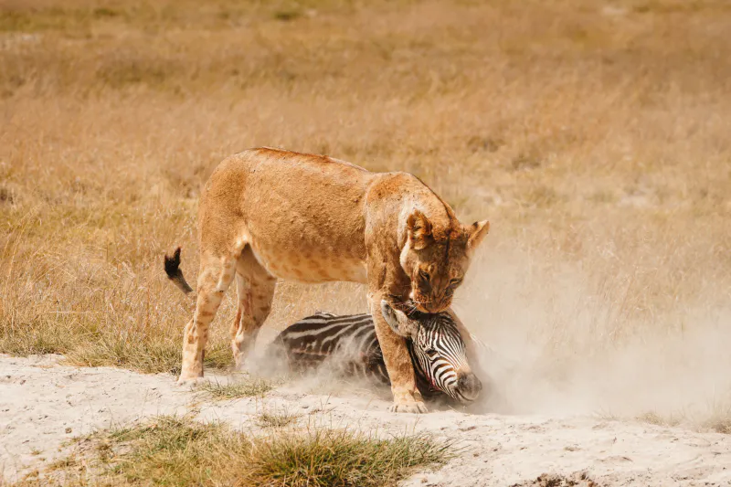 7 Days Luxury Air Return Serengeti Migration Safari Experience