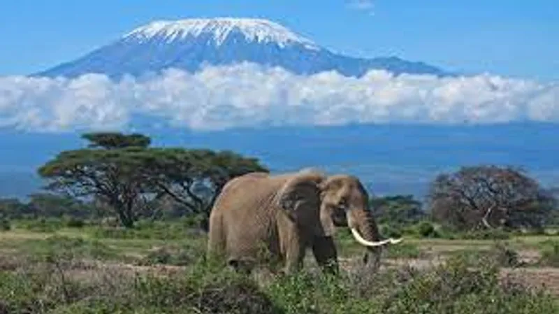 8 Days Machame Route Mount Kilimanjaro climbing