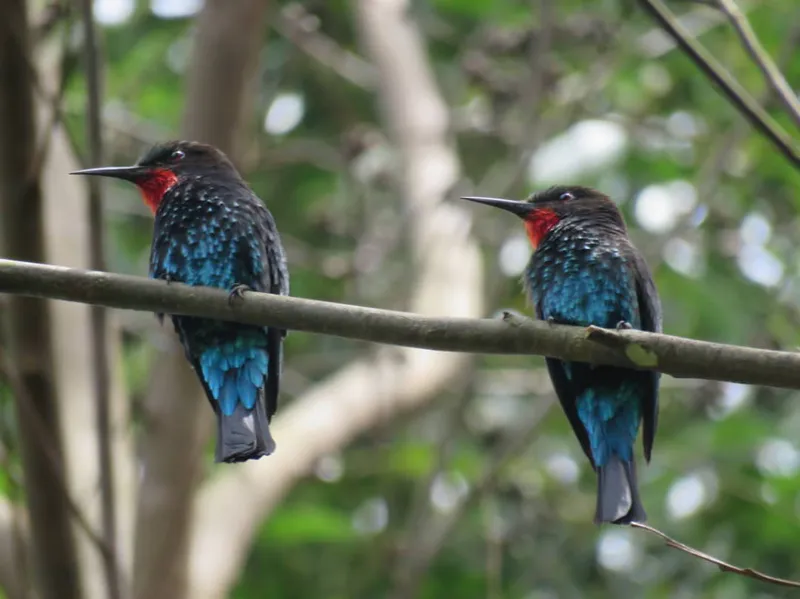 7-Day birding safari to Uganda
