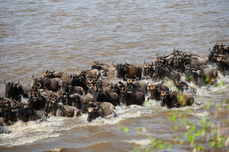 3Days_2 Nights_Fly in Great migration Trip July to October