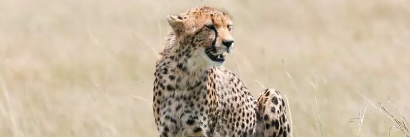 9-Day Luxury Tailor-Made Tanzania Wildlife Safari