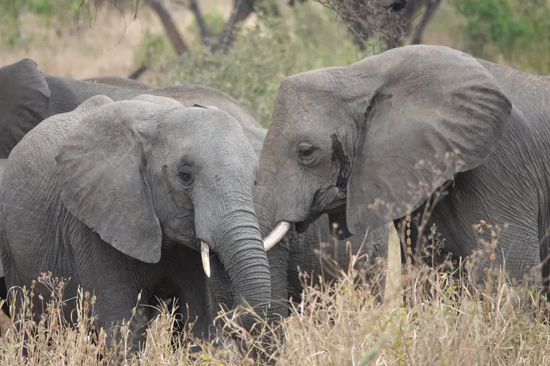 5 Days Luxury Wilderness Safari
