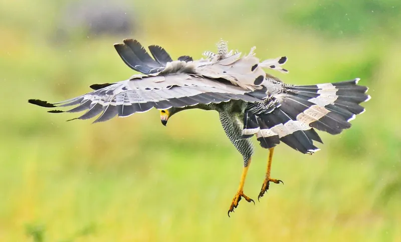20-days Uganda Birding Safari for Albertine rift Endemics