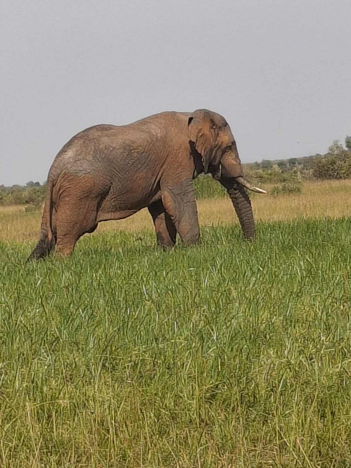 5-Day Kenya Big Five Safari: Amboseli, Lake Nakuru & Maasai Mara
