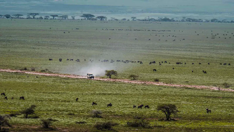 7 Days (Arusha | Tarangire | Lake Manyara | Ngorongoro | Serengeti )
