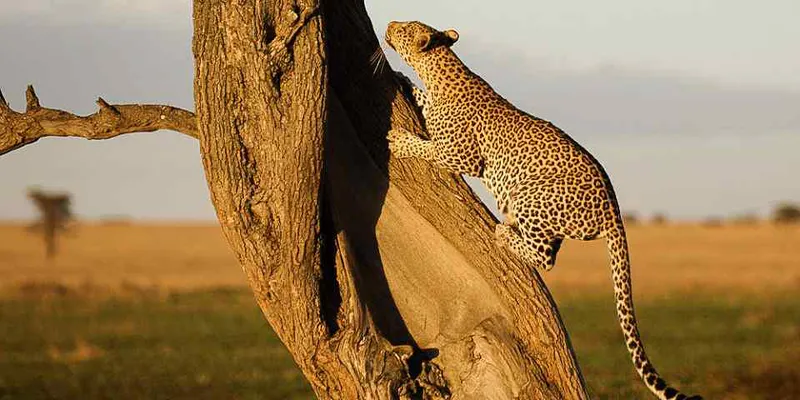 7-Day Unforgettable Adventure to Serengeti & Ngorongoro