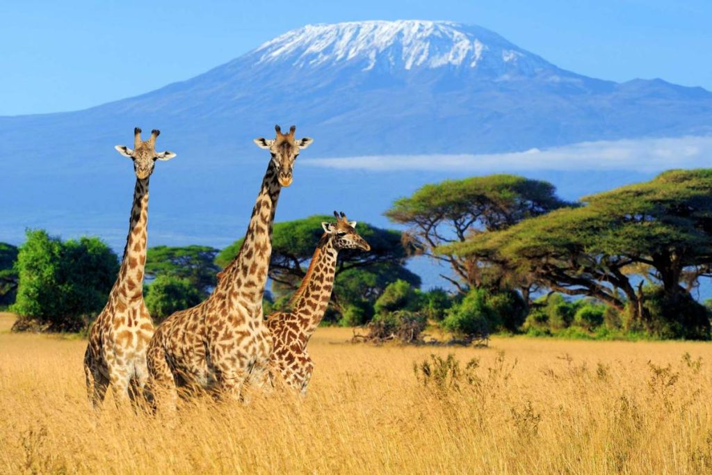 6 Day Mid-Range Manyara,Serengeti,Ngorongoro Crater & Tarangire