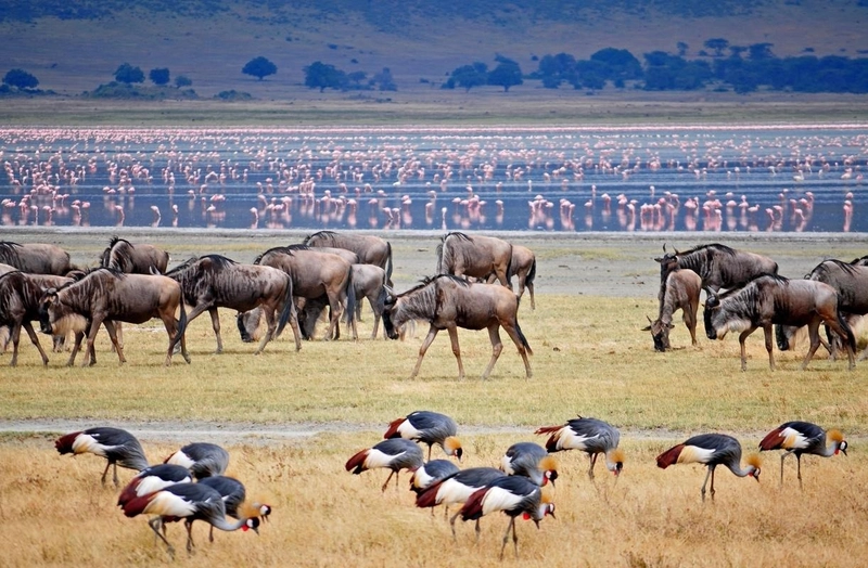 5-Day Wild Breeze Safari