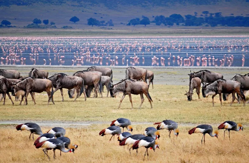 5-Day Wild Breeze Safari