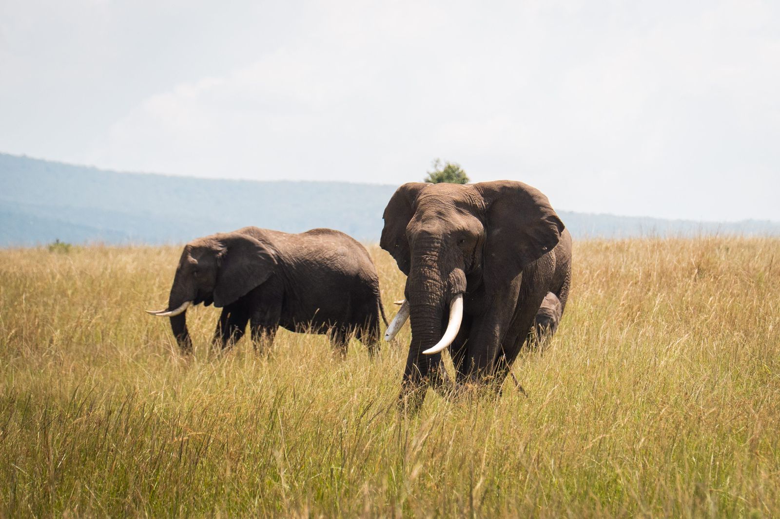 7 DAYS KENYA LODGE SAFARI - 2 ENTRIES IN MASAI MARA