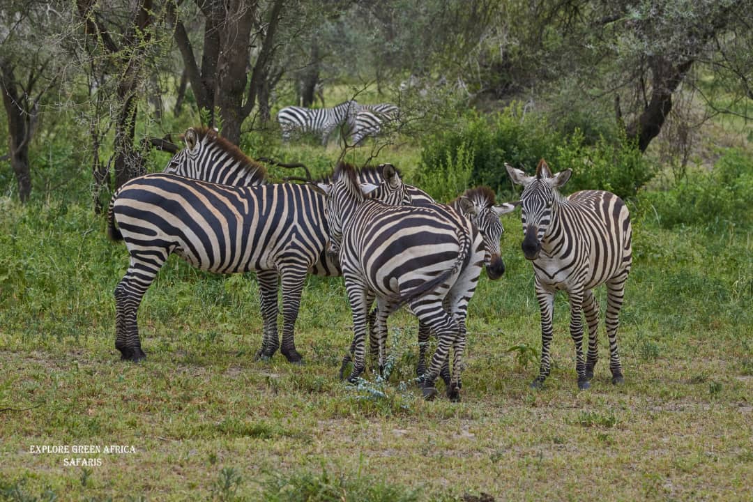 2-Days Lake Manyara & Ngorongoro Amazing Adventure