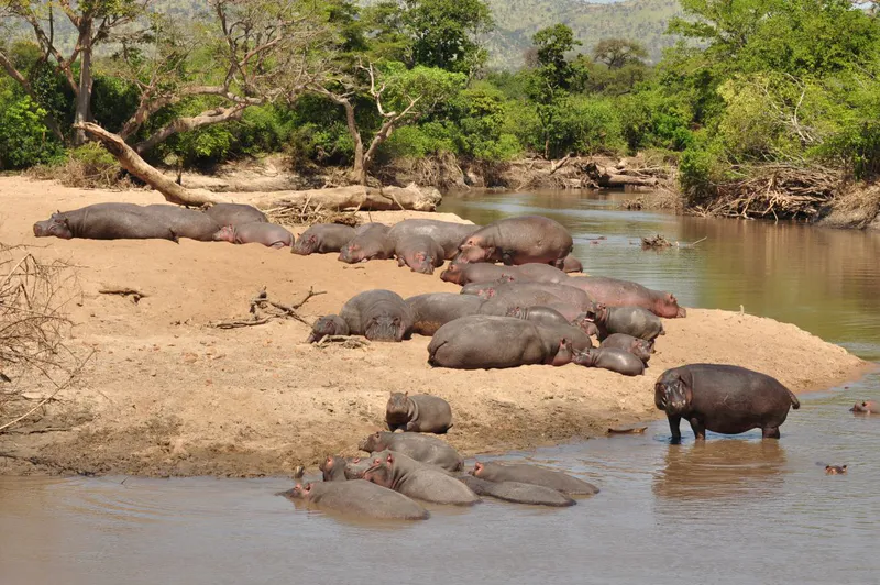 3-Day Serengeti Big 5 Budget Safari