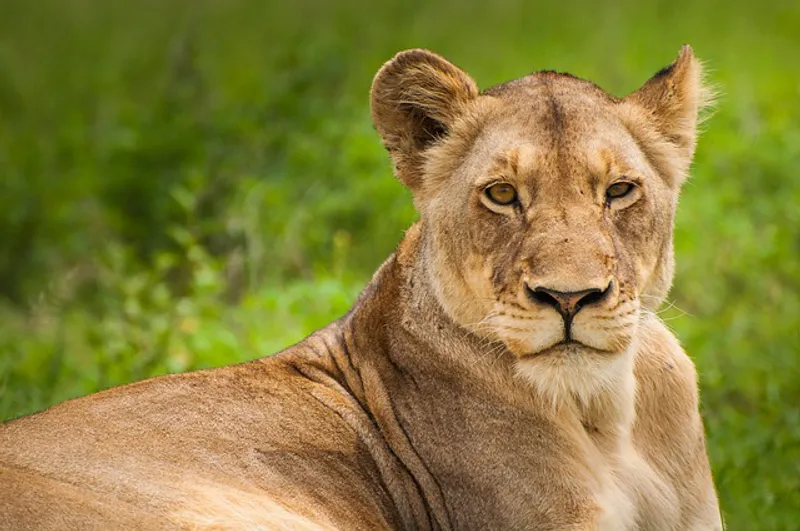3 Day Classical Safari Adventure