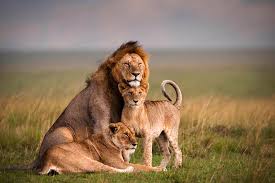 3 Days Maasai Mara National Reserve