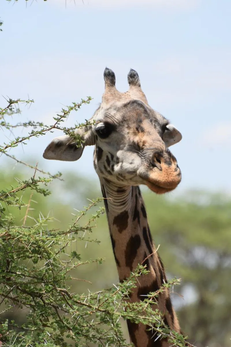 Day Trip Arusha National Park & Coffee Tour