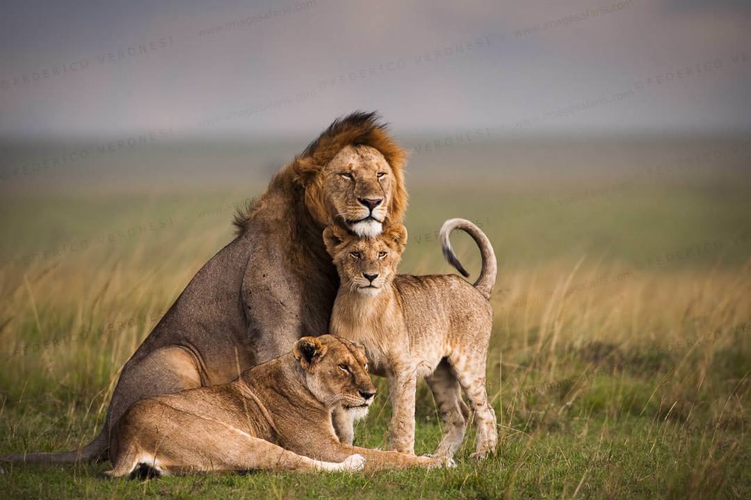 5 Days Wildlife Safari