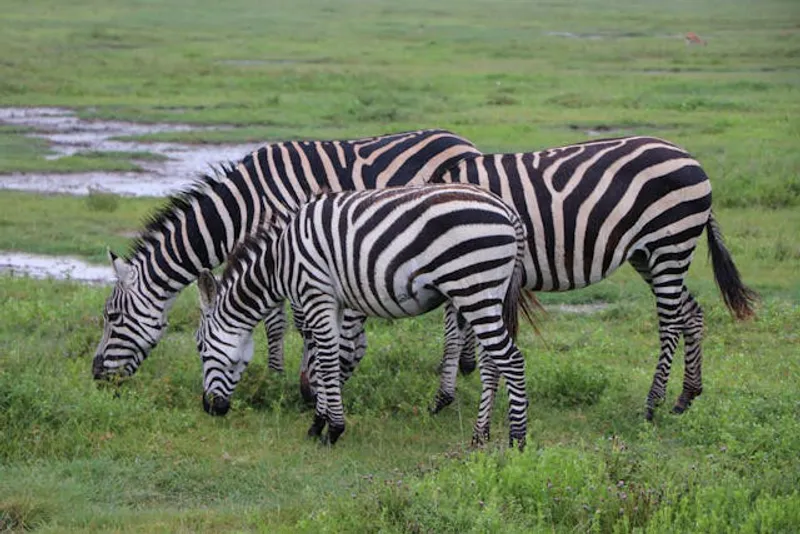 3-Day Hooneymoners Fly in Luxury Safari