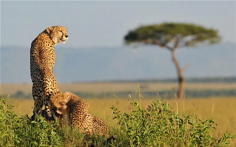 3-Day Majestic Masai Mara -Ultimate 4x4 Jeep Adventure