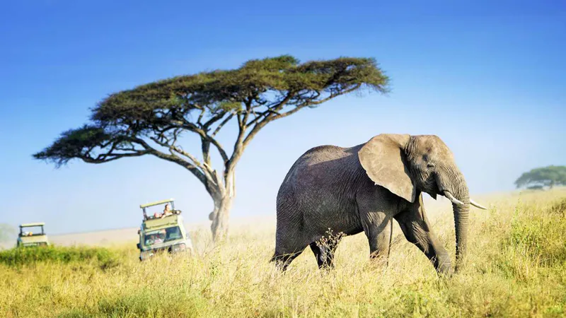 6 Days Luxury Fly in and out Tanzania Safari