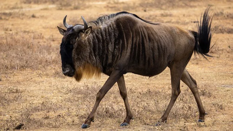 1 Day Ngorongoro Crater Classic Tour from Arusha