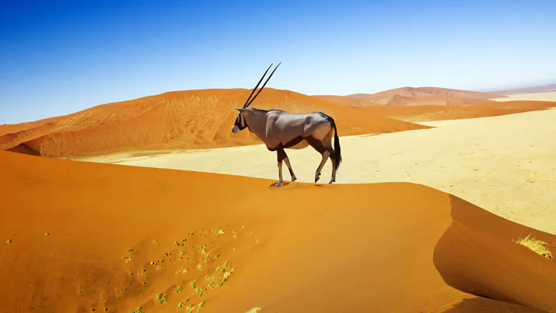 8-Day Sossusvlei, Swakop, Twyfelfontein & Etosha (Camping)