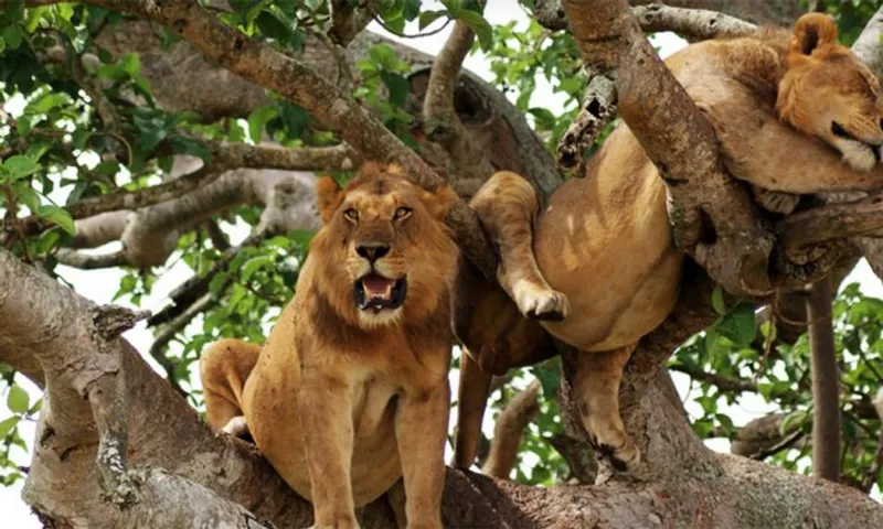 3 Day Climax Safari to Queen Elizabeth National Park