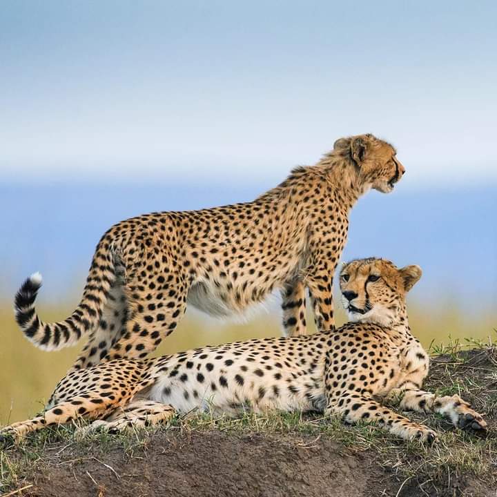 7-Day Group Joining Safari to Masai Mara, Lake Nakuru, Naivasha & Amboseli – Budget Adventure