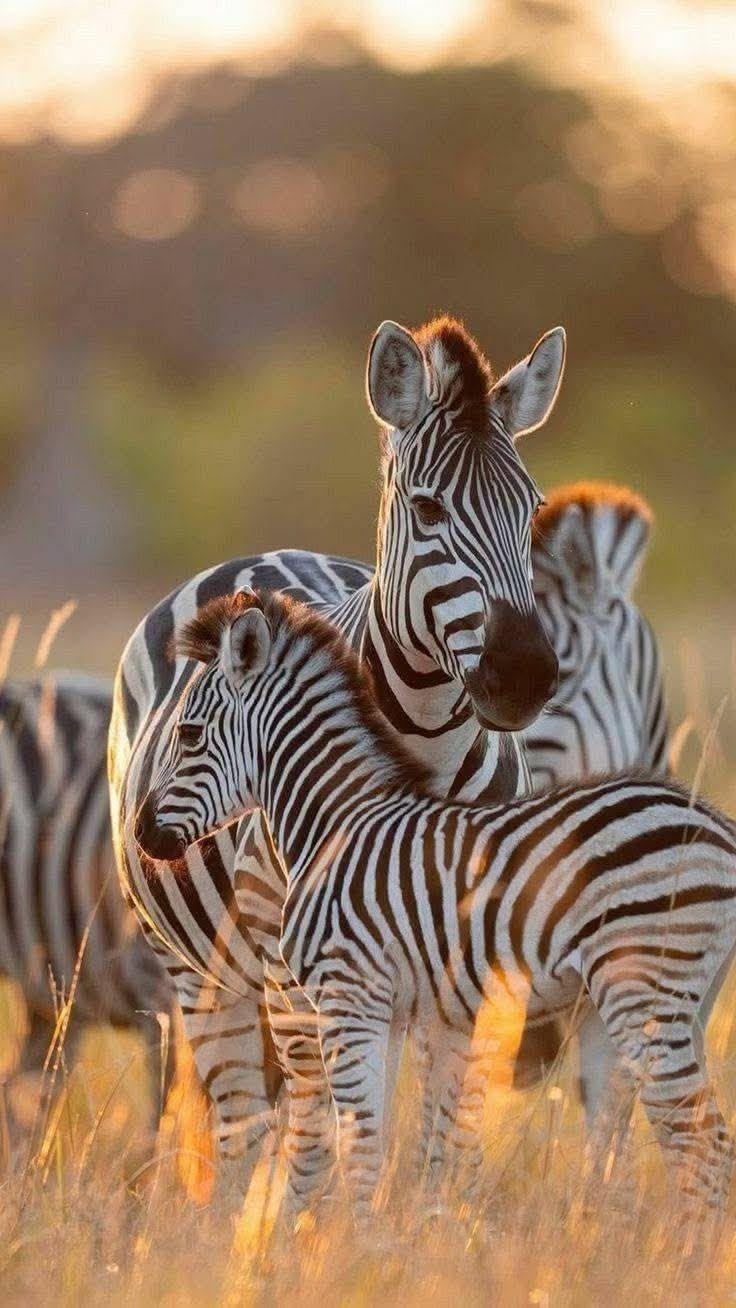 10 - Day Lake Nakuru, Masai Mara, Serengeti, Ngorongoro Safari