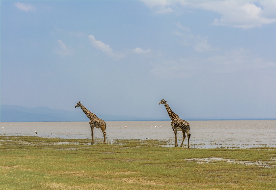 7 Days Migration Safari, Tarangire, Serengeti, Ndutu and Ngorongoro crater, Lake Manyara (Program for December to March)