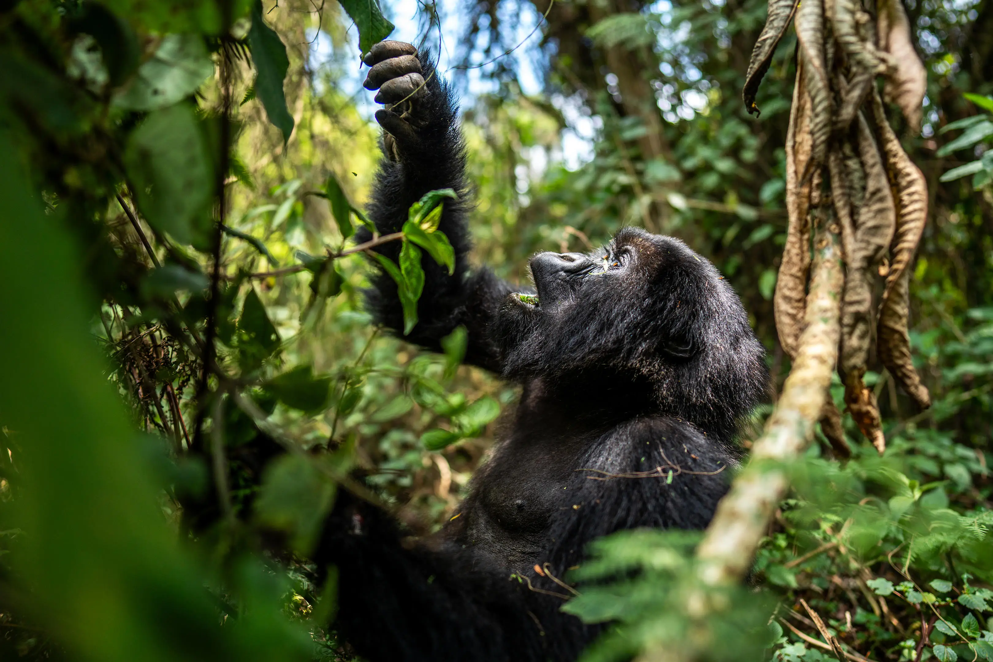 2 Days, Rwanda Gorilla & Golden Monkey trekking experience.