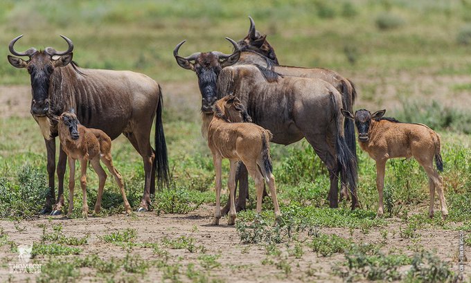 6 Days Tanzania Camping wildlife Amazing Safari