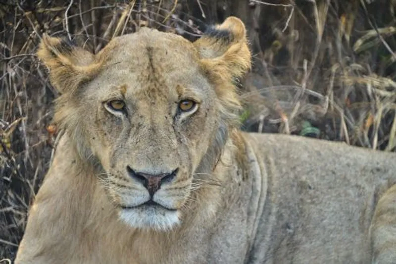 Unforgettable Great Migration: 8-Day Budget Safari in Tanzania