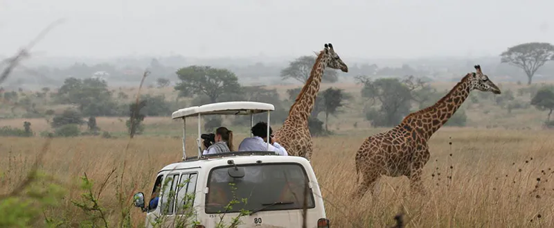 8 Day Kenya Tanzania Safari