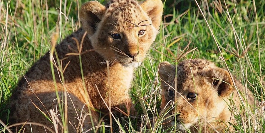 4-Day Sirval Luxury Safari