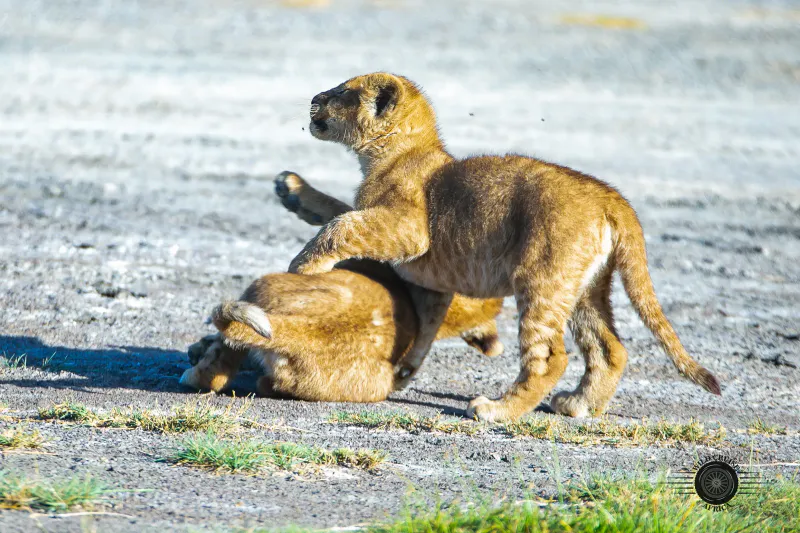 6-Day - Luxury Safari Amboseli, Lake Naivasha and Mara