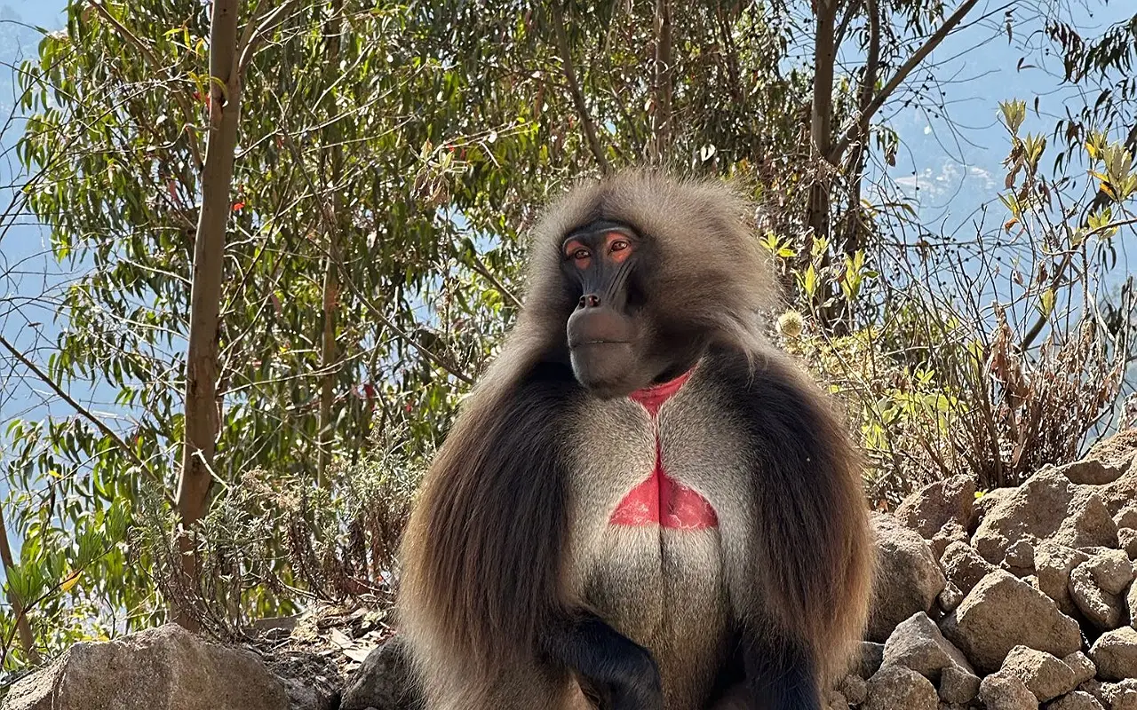 1-Day Debre Libanos & Portuguese Bridge Excursion