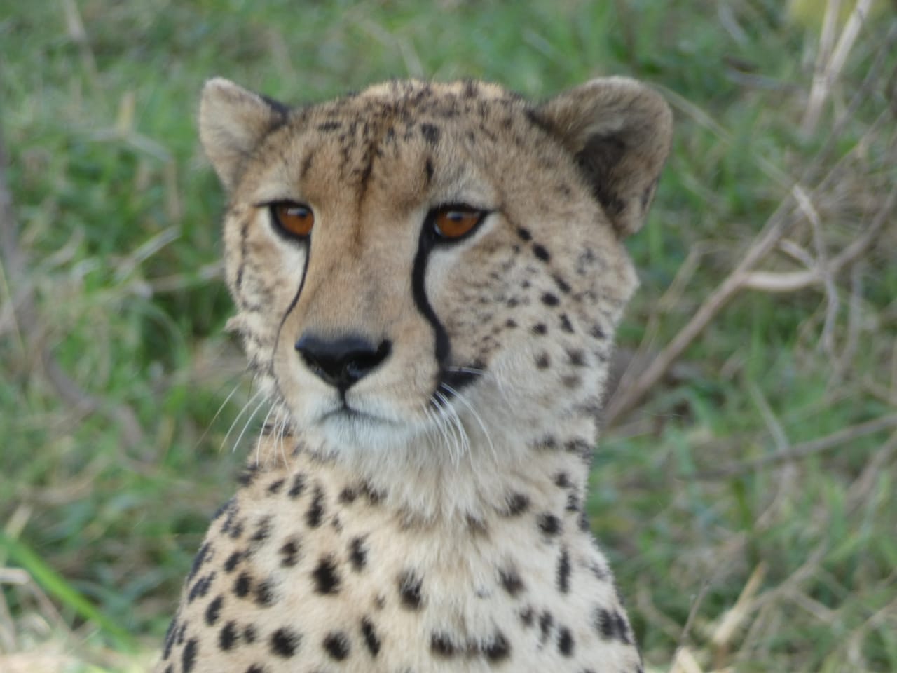 11-tägige Tour nach Amboseli, Naivasha-See, Masai Mara, Nakuru-See, Bogoria-See, Samburu