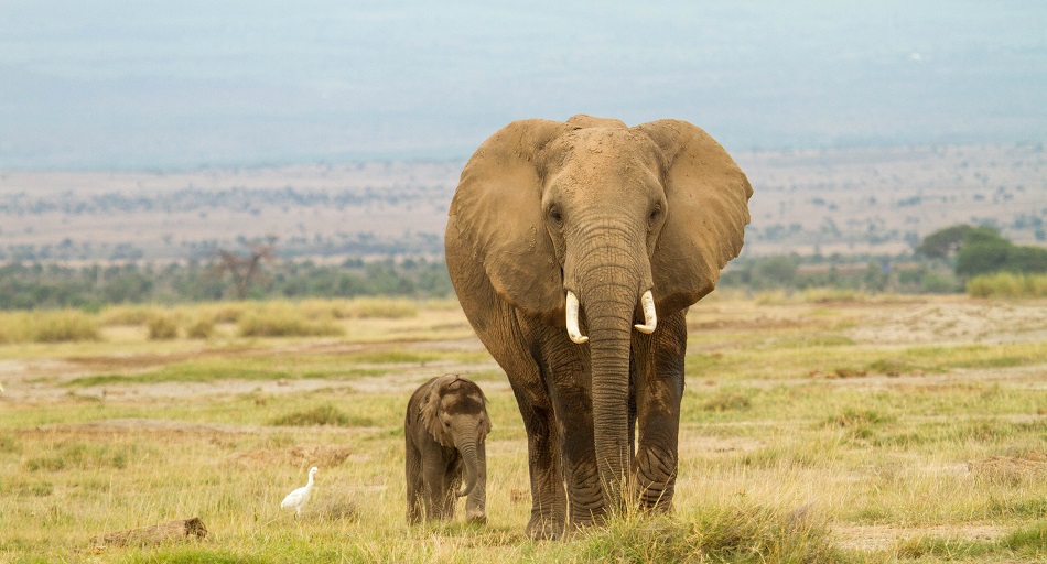 7-Day Kenya Wildlife Adventure & Outdoors Activities Safari