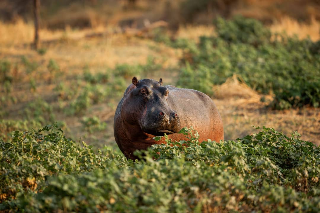 Experience Tanzania's Wild Side: 4-Day Budget Safari in Tarangire, Ngorongoro & Serengeti - Januz Safaris - Safarigo