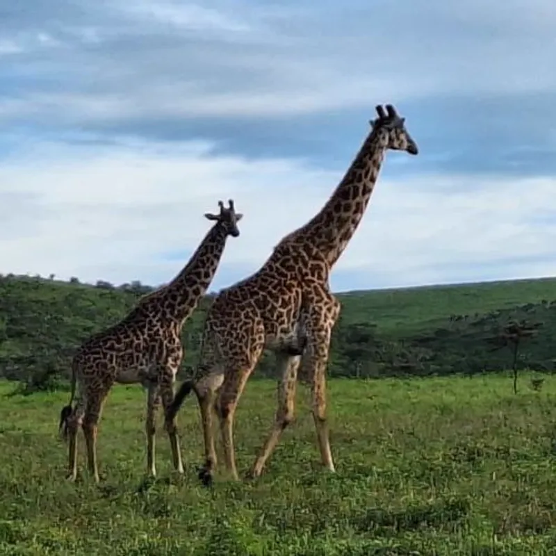 6- Day Budget Northern circuit Safari.