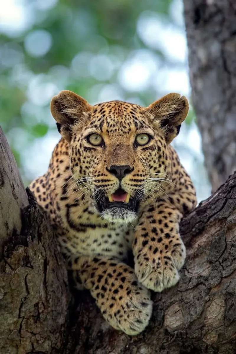 4 Days Masai Mara and Nakuru Mid range Group Joining Safari