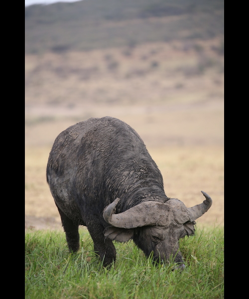 3 Day Maasai Mara Safari Kenya | Budget | Group Joining