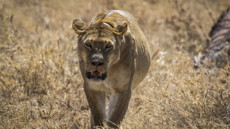 6 Day - Tanzania Wilderness Odyssey - Midrange